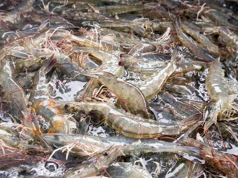 Lựa chọn hải sản tươi sống tại vựa giúp đảm bảo chất lượng và giá gốc.