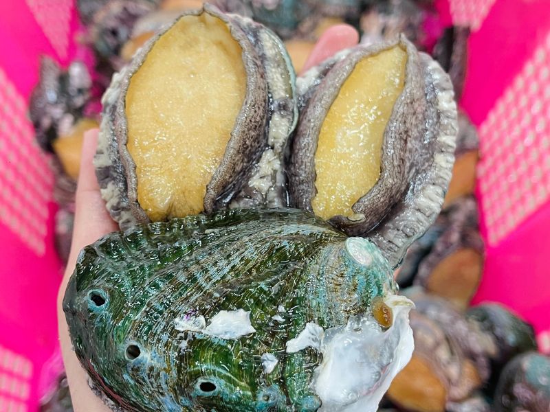 bào ngư sống