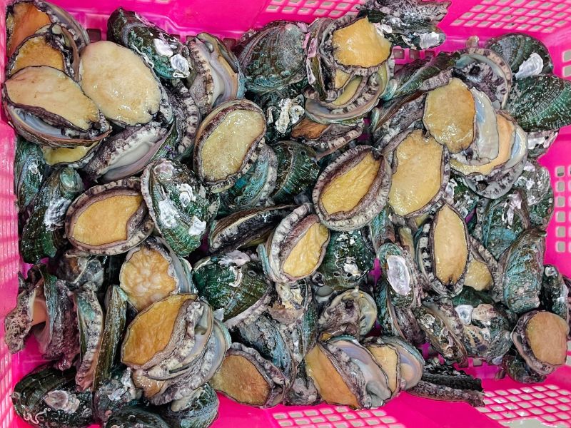 bào ngư sống