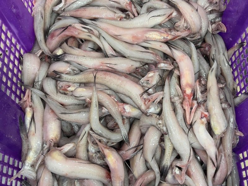 cá khoai tươi