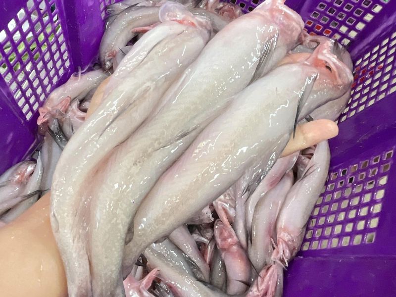 cá khoai tươi