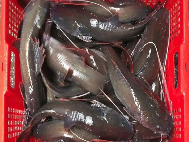 Cá lăng đuôi đỏ