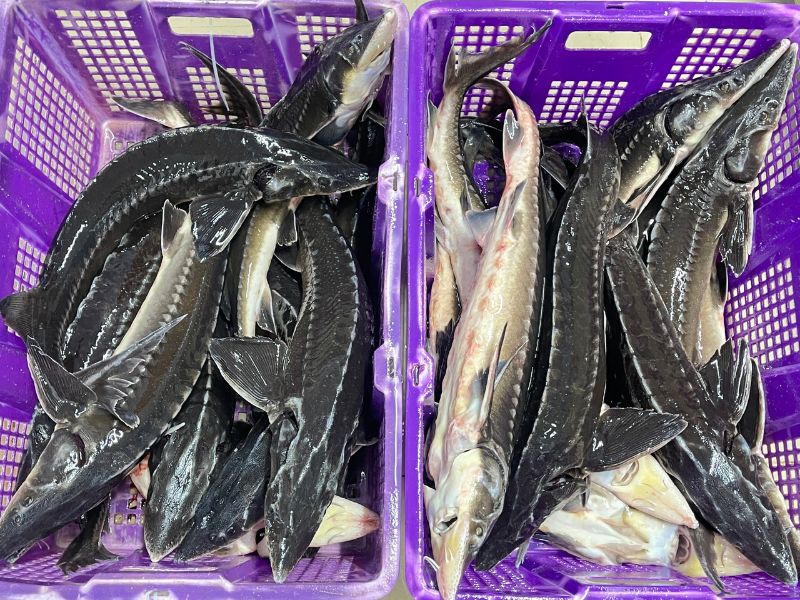 cá tầm đà lạt