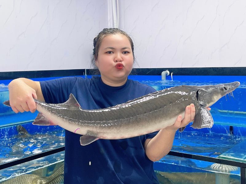 Cá tầm đà lạt sống
