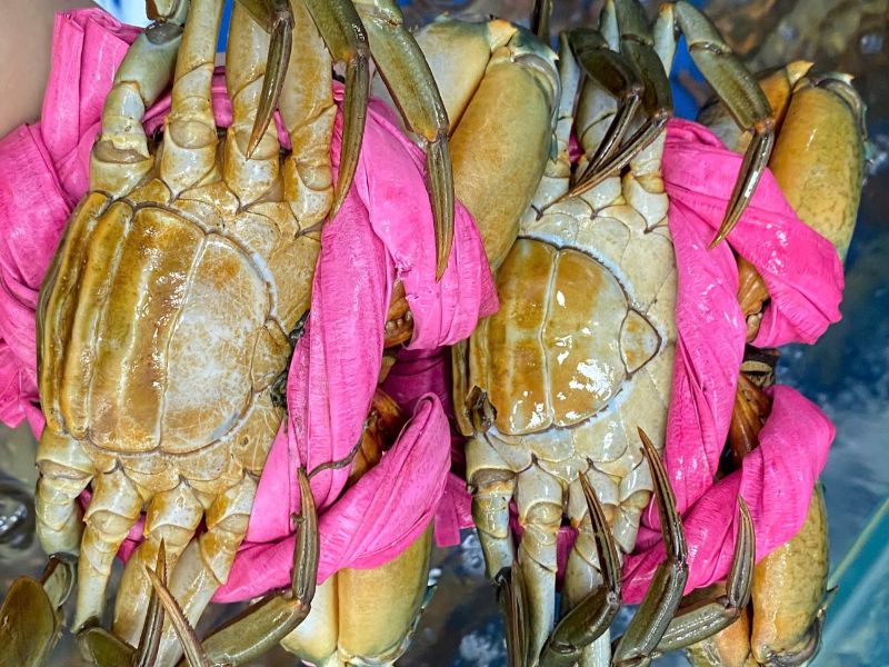 cua cốm cà mau tươi sống