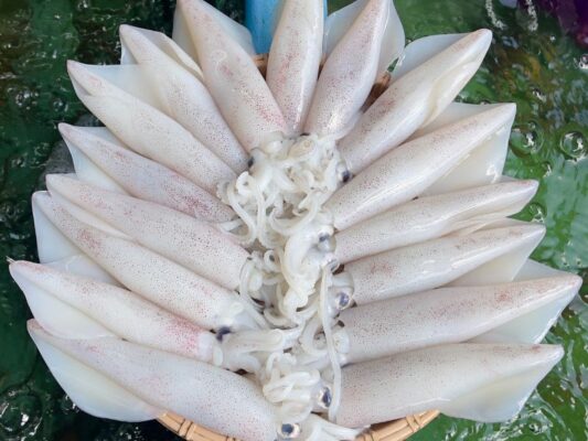 mực ống câu khơi tươi