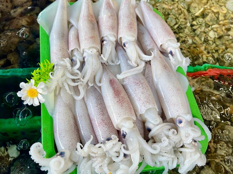 mực ống câu khơi tươi