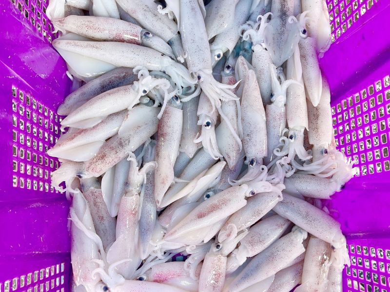 mực ống câu khơi tươi