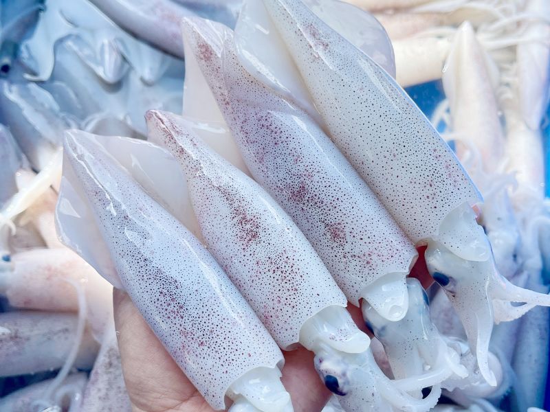 mực ống câu khơi tươi
