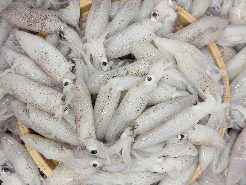 Mực ống lỡ tươi câu khơi