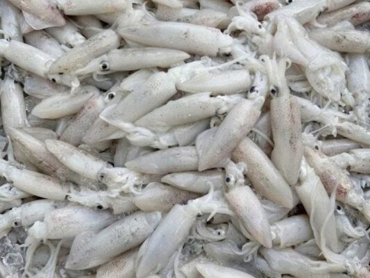 Mực ống lỡ tươi câu khơi