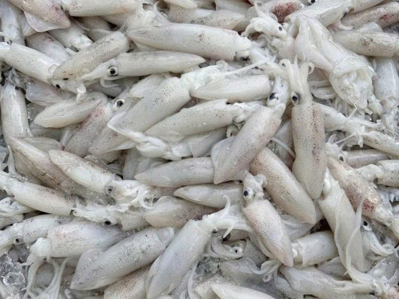 Mực ống lỡ tươi câu khơi