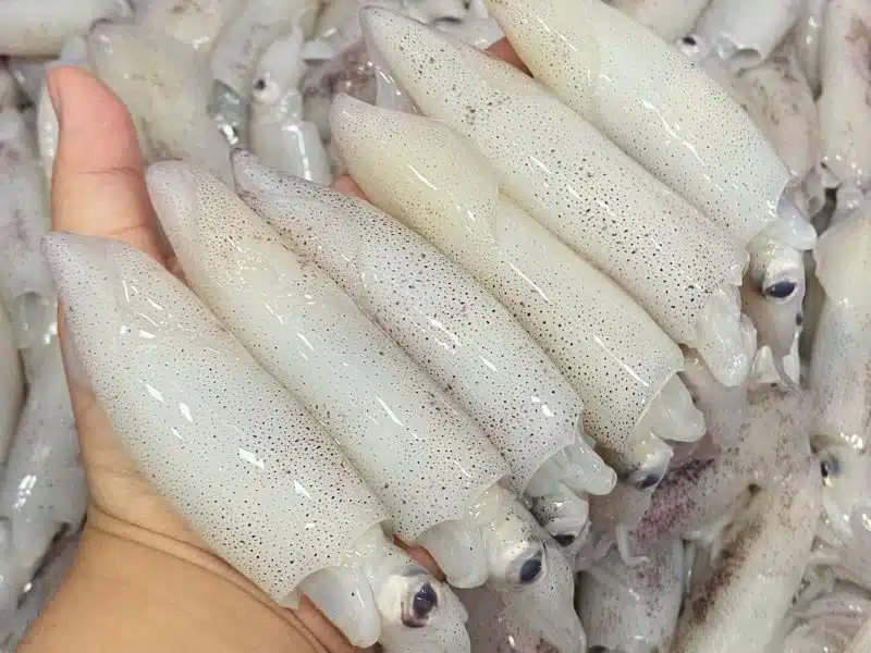 Mực tươi câu khơi