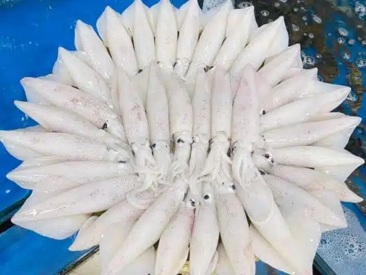 mực tươi câu khơi