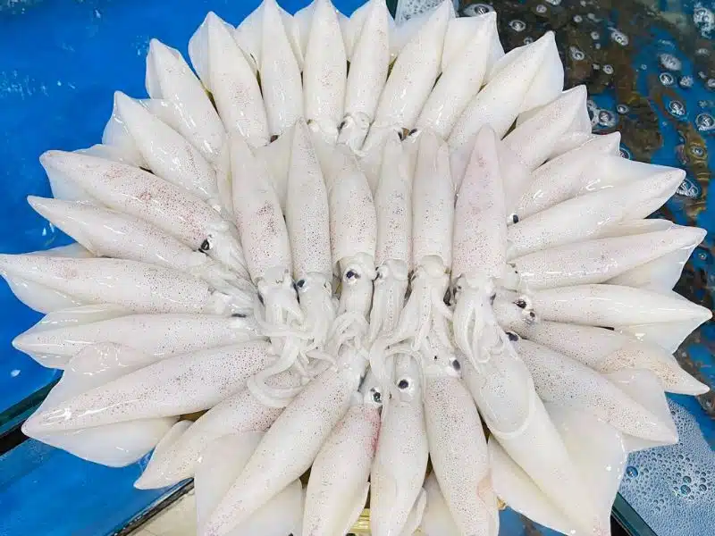 mực tươi câu khơi