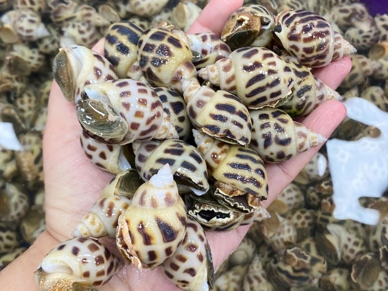 ốc hương sống