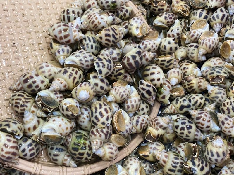 ốc hương sống