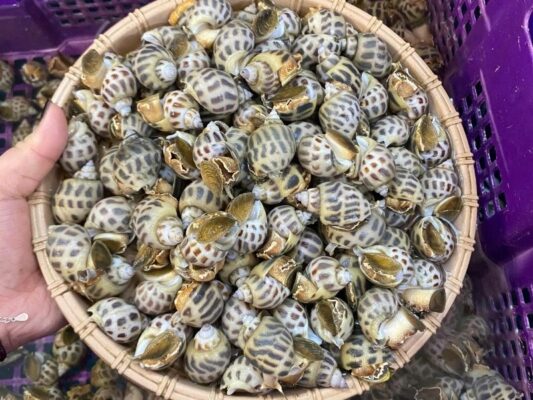 ốc hương sống