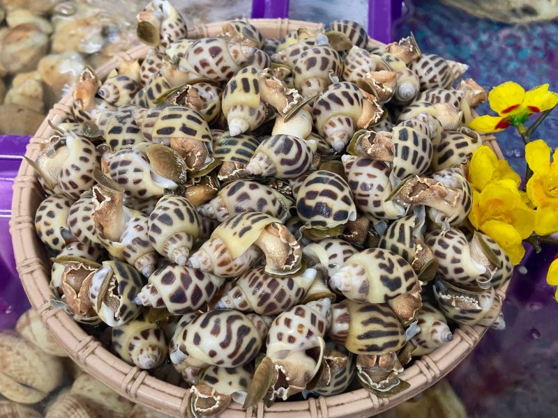 ốc hương sống size lớn