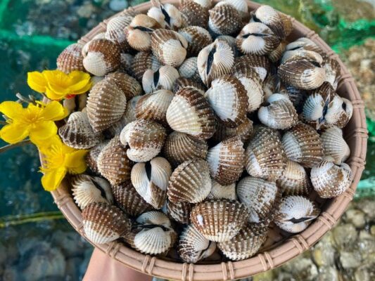 sò huyết cà mau