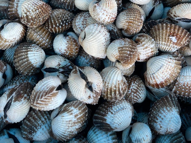 sò huyết cà mai