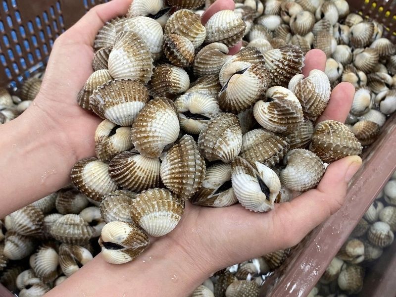 sò huyết cà mau sống