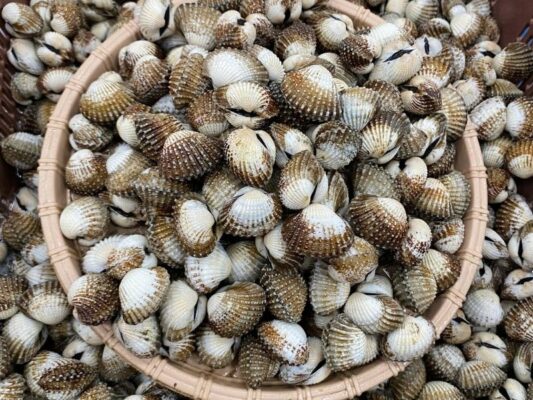 sò huyết cà mau sống