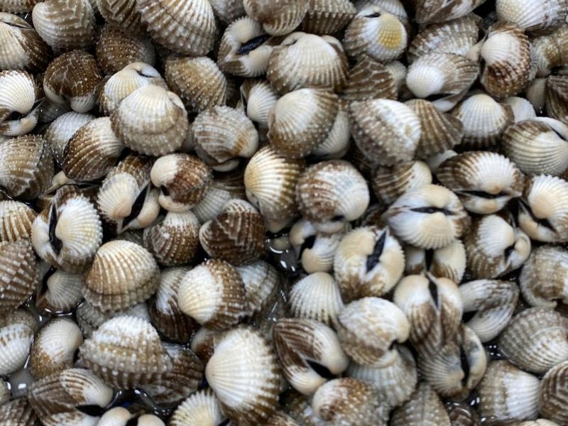 sò huyết cà mau sống