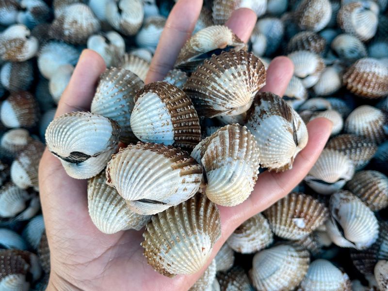 sò huyết cà mau