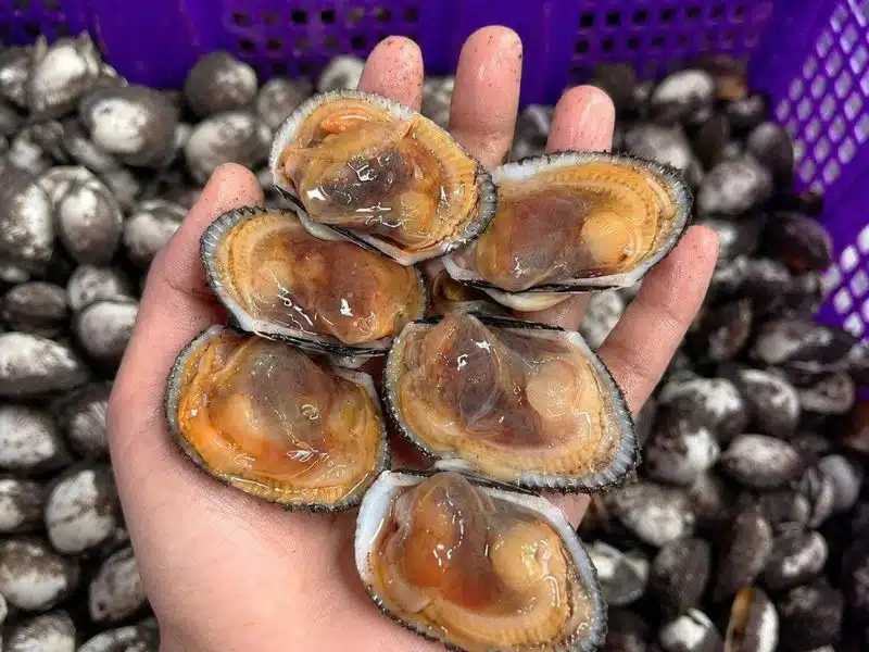 Sò lông Phan Thiết