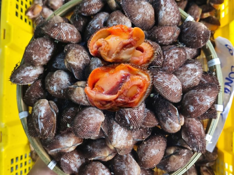 Sò lông Phan Thiết sống