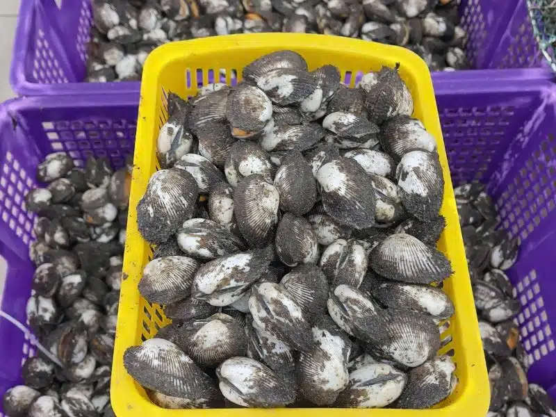 sò lông Phan Thiết