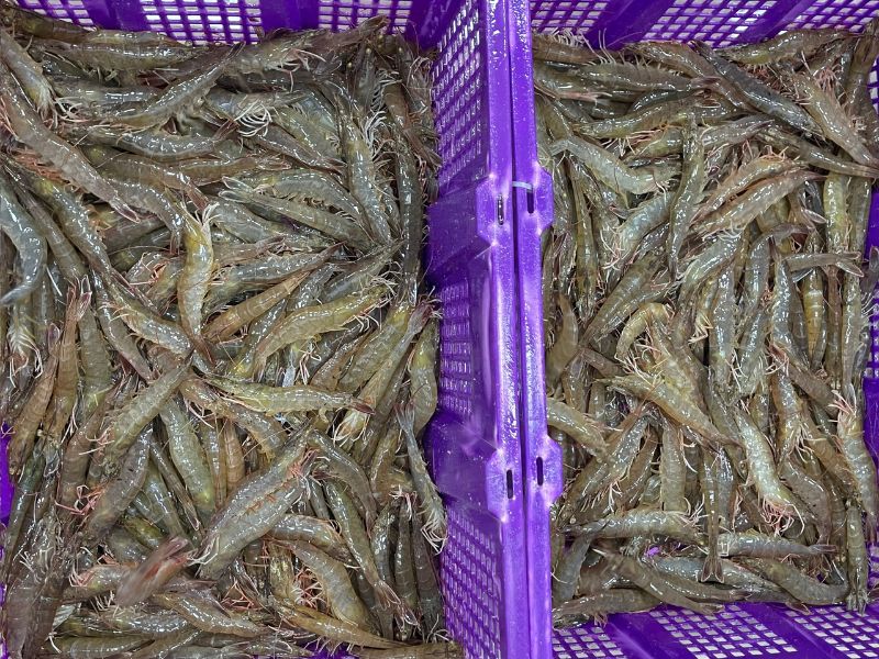 tôm sống giá rẻ