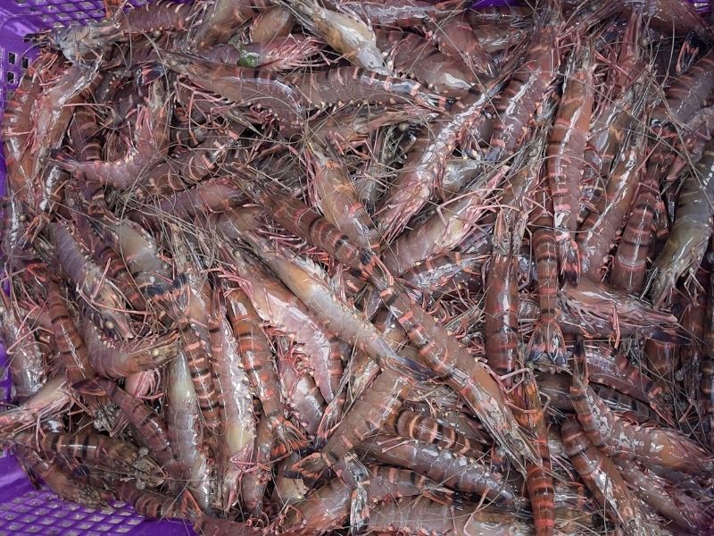 tôm sú sống