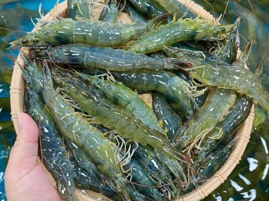tôm thẻ sống size lớn