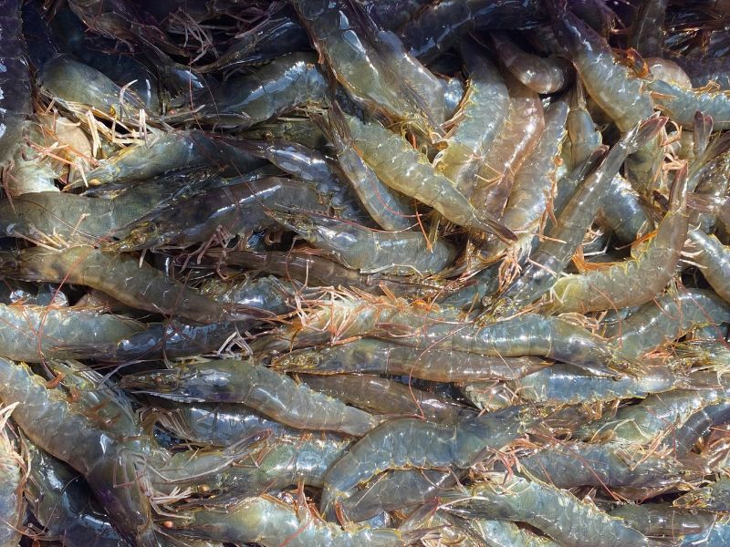 tôm thẻ sống size lớn
