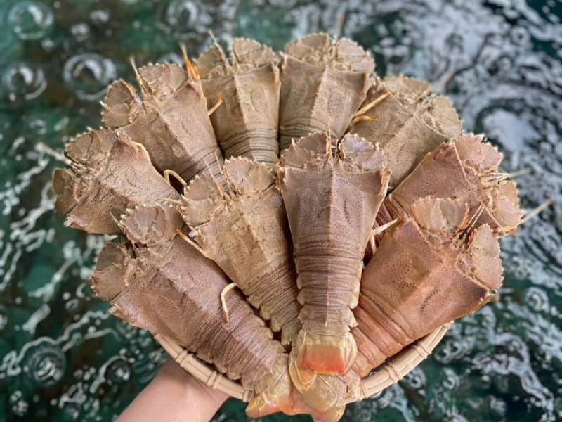 Tôm mũ ni sống