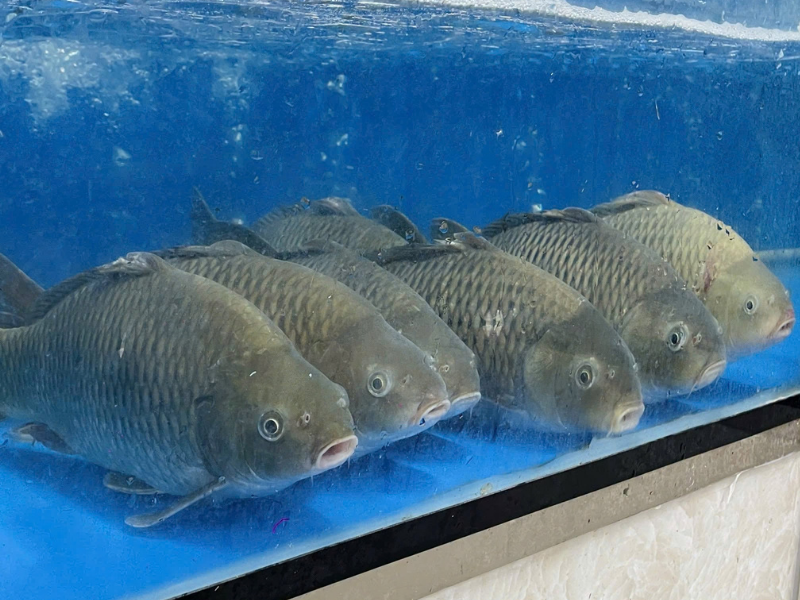 cá chép giòn sống