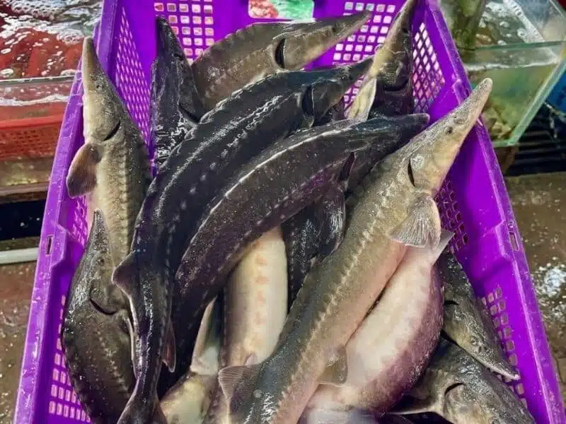 cá tầm đà lạt
