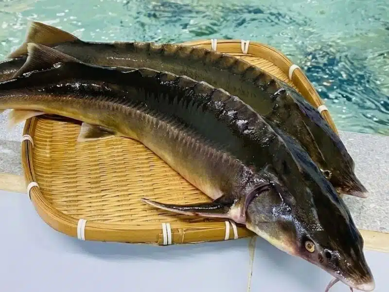cá tầm đà lạt