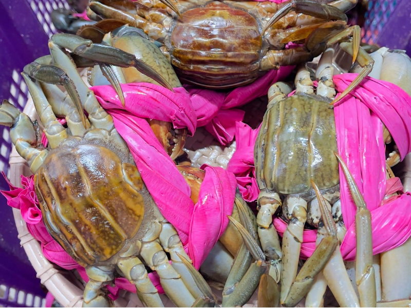 cua gạch cà mau tươi sống