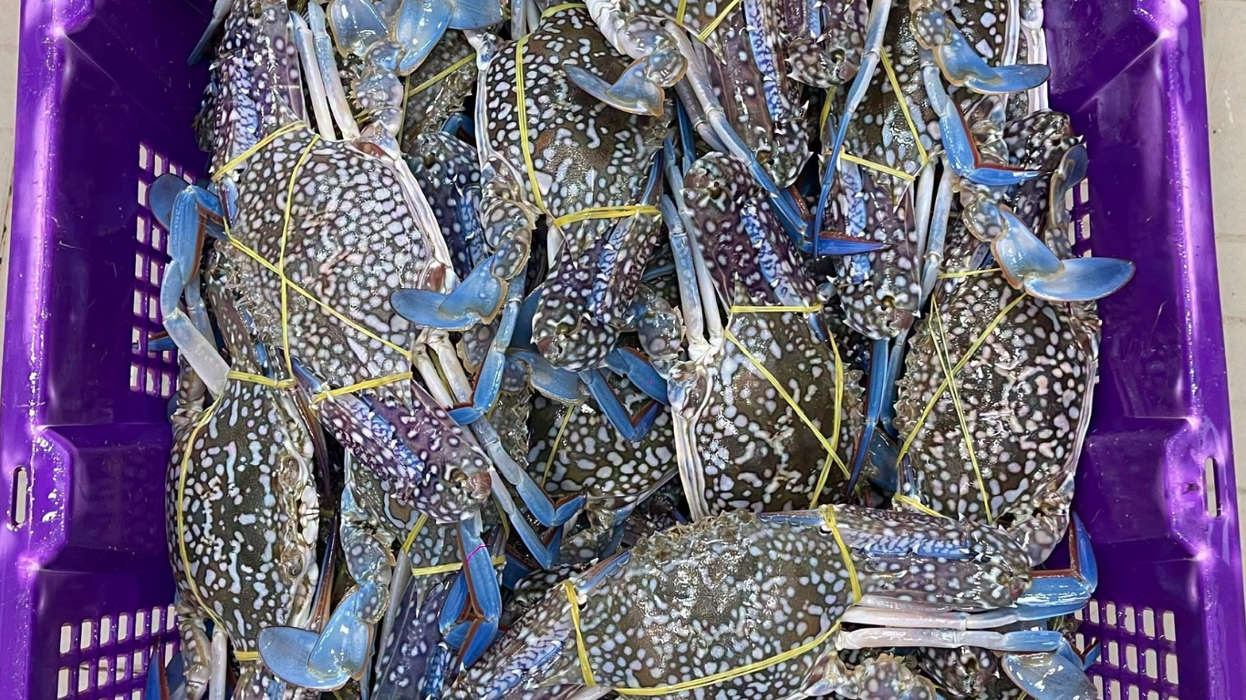 Ghẹ biển sống Phú Quốc