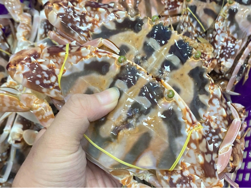 ghẹ đỏ Phú Quốc sống