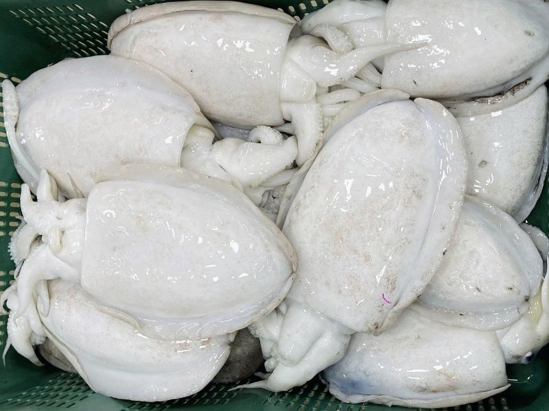 mực nang tươi