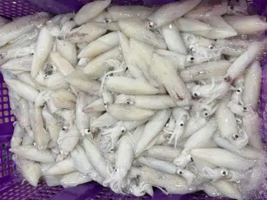 Mực trứng tươi