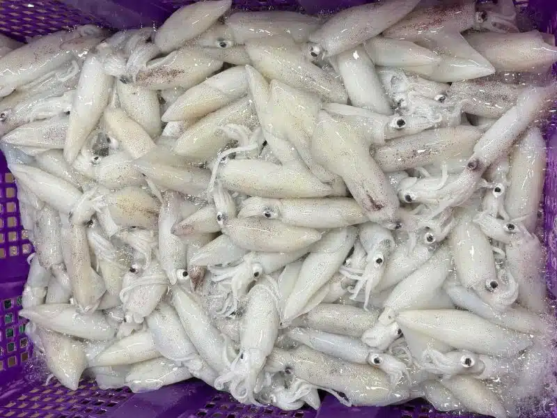 Mực trứng tươi