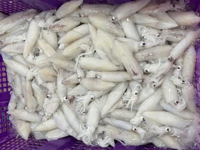 Mực trứng tươi