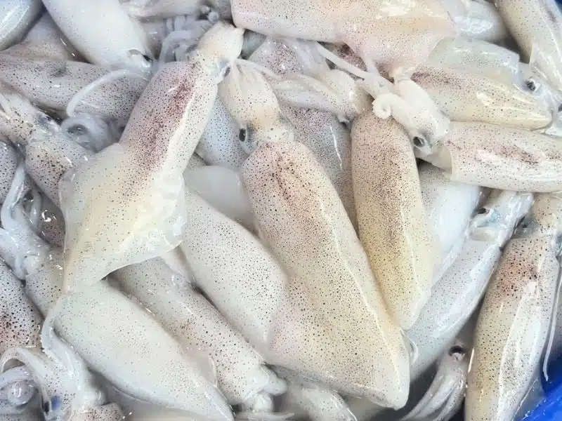 mực trứng tươi câu khơi