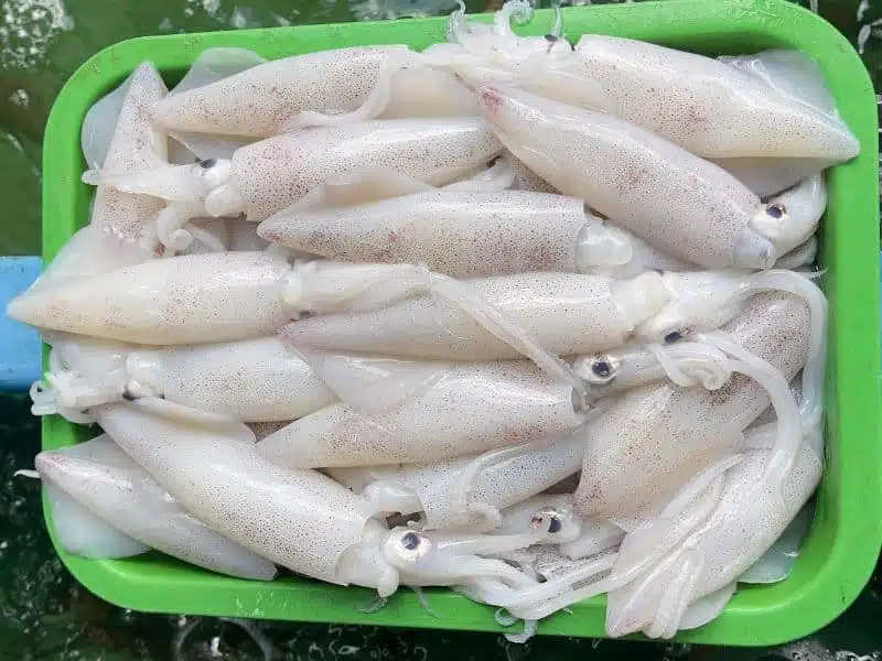 mực trứng tươi câu khơi