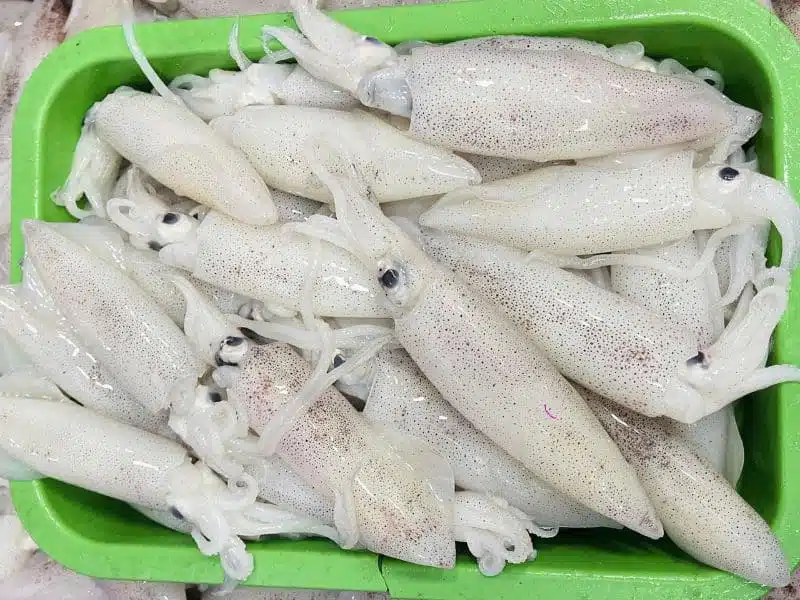 Mực trứng tươi